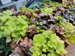 -双季花艺园艺市场(浦东店)