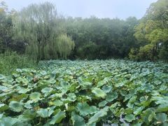 -同里国家湿地公园