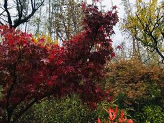 -古乐牛香·鲜牛肉牛杂火锅(新区店)