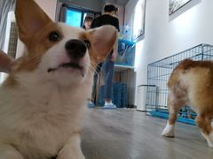 -浣熊柯尔鸭土拨鼠·电玩咖