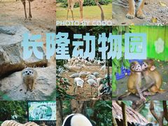-广州长隆野生动物世界