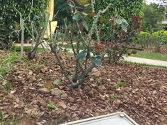 景点-人民公园(罗湖区)