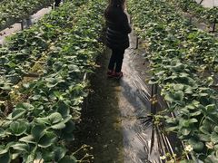 -青浦采草莓天天草莓园