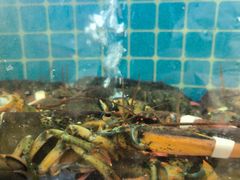 -品鲜海鲜餐厅(黄厝店)