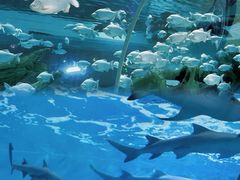 -泉城欧乐堡海洋极地世界