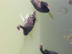 -王借岗森林公园