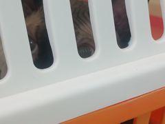 -北京观赏动物医院·24小时大型综合·猫专科·异宠专科