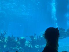 -海棠湾洲际-涛·海底餐厅·美人鱼·自助餐·海底隧道