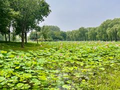 -东郊湿地公园