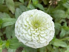-荷兰花海