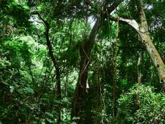 -西双版纳原始森林公园