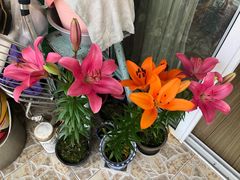 -杭州植物园