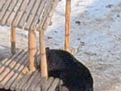 -青藏高原野生动物园