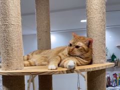 -楼上猫咖(罗湖店)