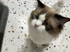 -毛绒耶耶撸宠馆·猫咖·狗咖·荷兰猪咖