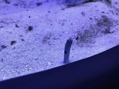 -芜湖新华联大白鲸海洋公园