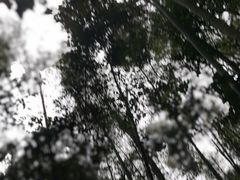 -江西阳明山国家森林公园