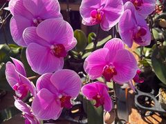 -溪岸路花鸟市场