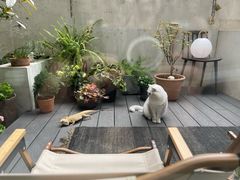 -东方名猫馆·英短金渐层布偶猫舍(环线广场1号楼店)