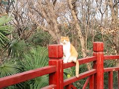 -紫金山山顶公园