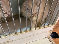 -猫爪屋猫咖(乐汇城店)