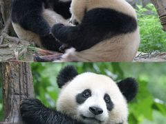 -都江堰中华大熊猫苑