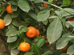 -兰陵国家农业公园