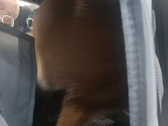 -全心全意连锁动物医院·微创中心·内科急重症·心脏专科(丰管路店)