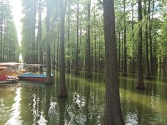 -渌洋湖湿地公园