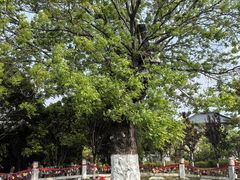 -东台西溪天仙缘景区