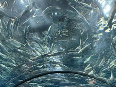 -上海海洋水族馆