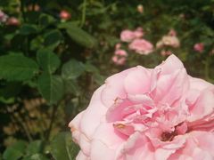 -人民公园(罗湖区)