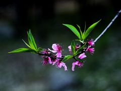 -白水寺森林公园