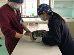 -北京观赏动物医院·24小时大型综合·猫专科·异宠专科