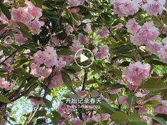 -长白岛森林公园