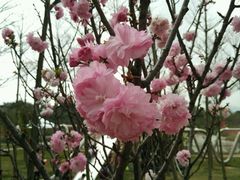 -天适樱花悠乐园