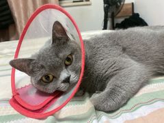 -瑞派长江宠物医院·猫科·外科·24小时夜护(谊城公寓分院)
