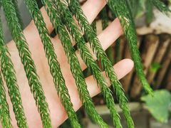 -北京植物园-展览温室