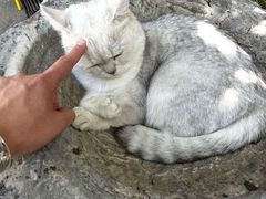 -喵屿·大理花园猫咖