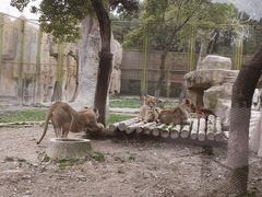 -上海野生动物园老虎餐厅