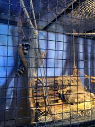 -酷嗒动物文化乐园(cutezoo西溪乐天城店)