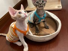 -山宅一喵德文卷毛猫舍
