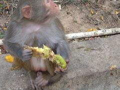 -南湾猴岛+椰田古寨一日游