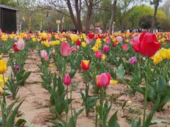 -郑州中国绿化博览园