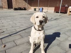 -北京京卫宠物寄养训练中心