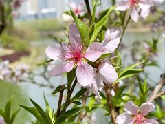 -大兴滨河森林公园