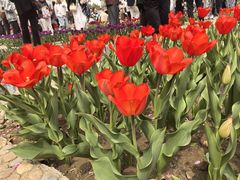 -石家庄市植物园