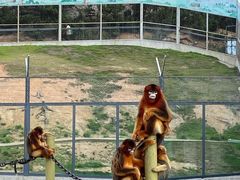 -西霞口神雕山野生动物世界