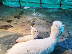 -上海大自然野生昆虫馆(东方明珠·爬宠昆虫探索中心)