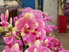 -荷兰花海